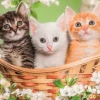 Puzzle 2x60 pzas. brothers in fur